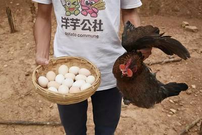初生蛋與肉——營(yíng)養(yǎng)與美味的雙重奏